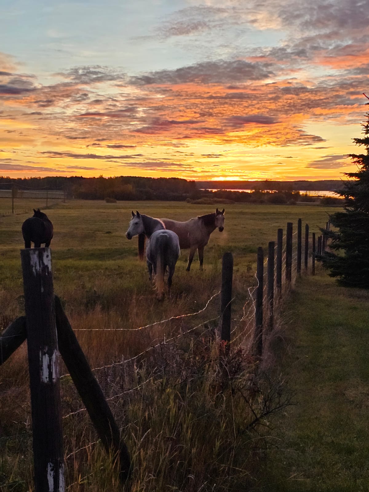 Sunrise across a field with a lake in the background. 3 horses standing in foreground. Misty breath of a fall morning.