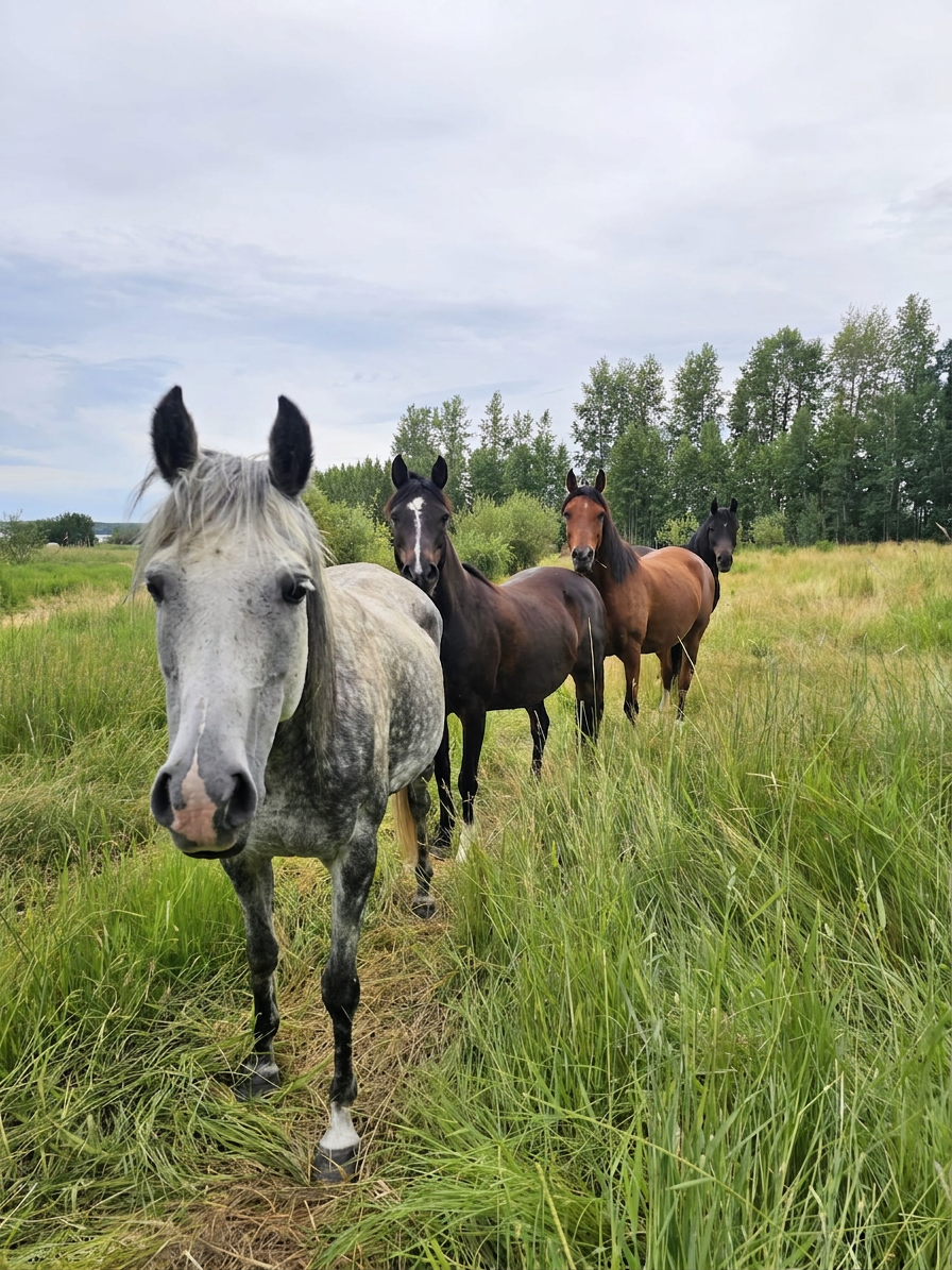 Why Wanderings?
